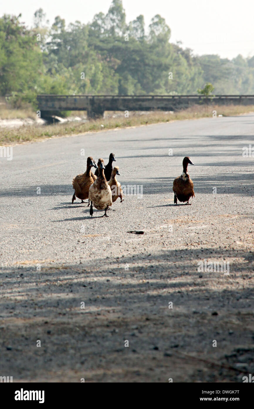 Enten überquerten die Straße in den ländlichen Gebieten. Stockfoto