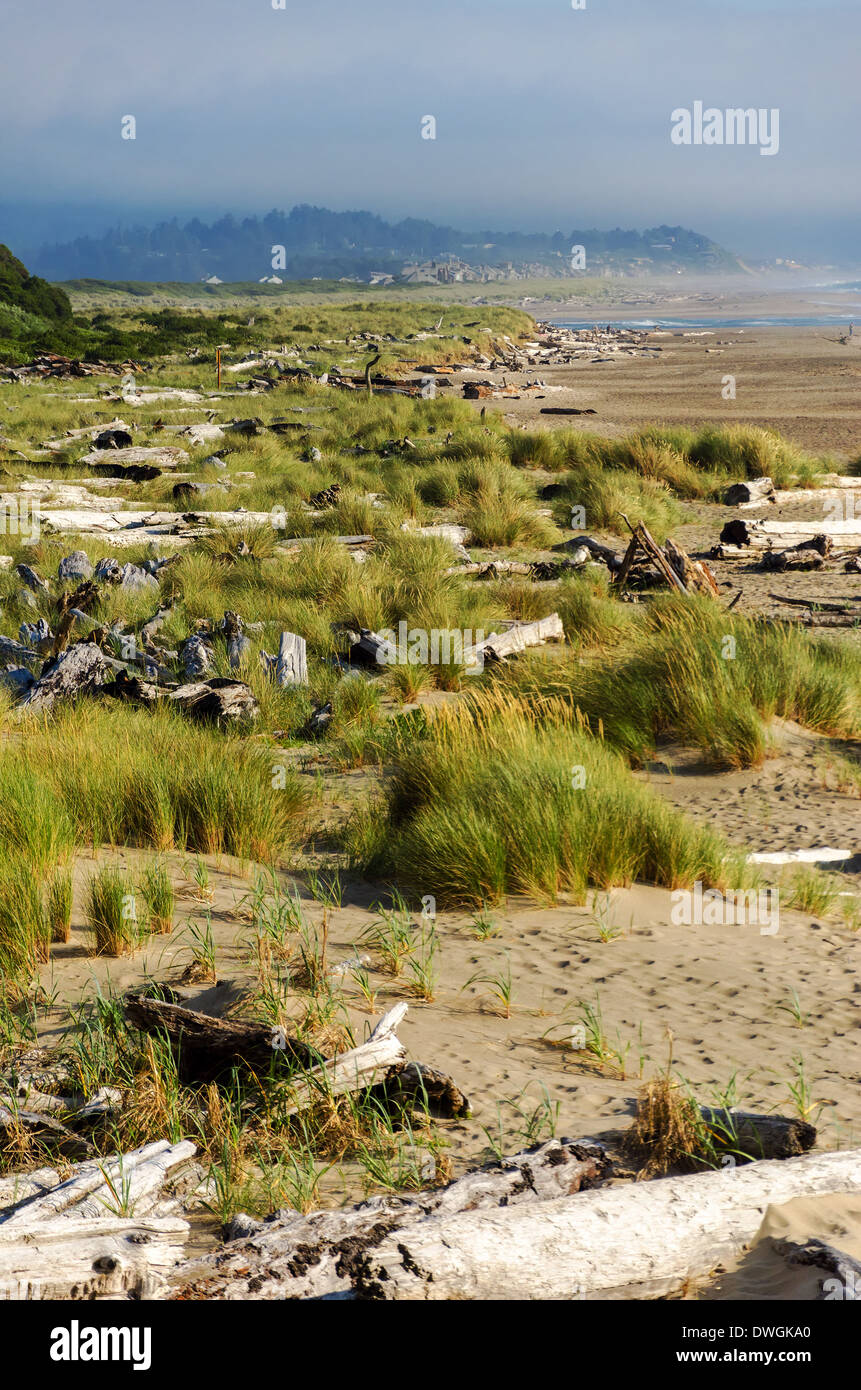 Blick auf die Küste von Oregon bei Lincoln City mit Gras- und Treibholz Stockfoto