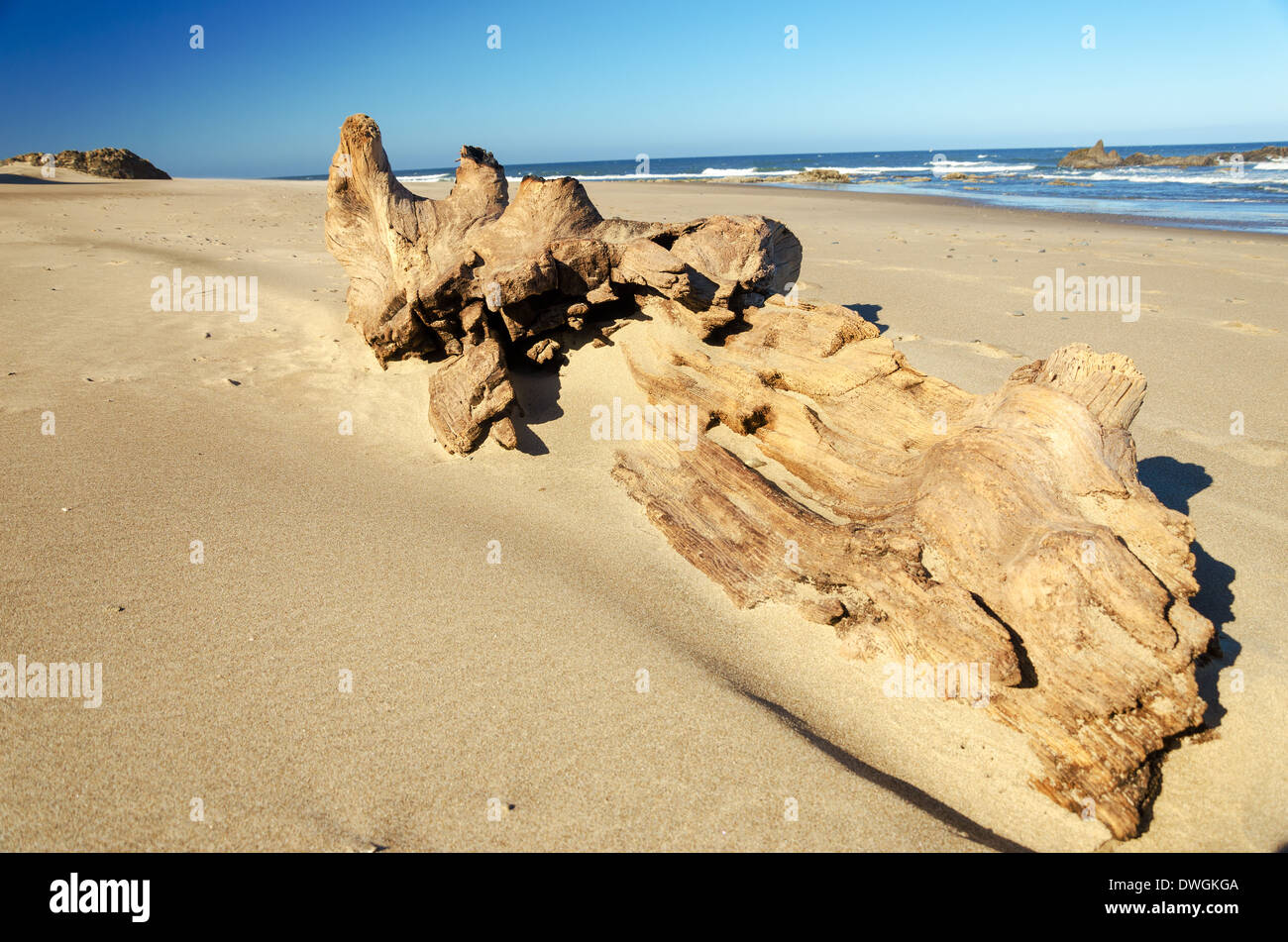 Großes Stück Treibholz am Strand von Lincoln City, Oregon Stockfoto