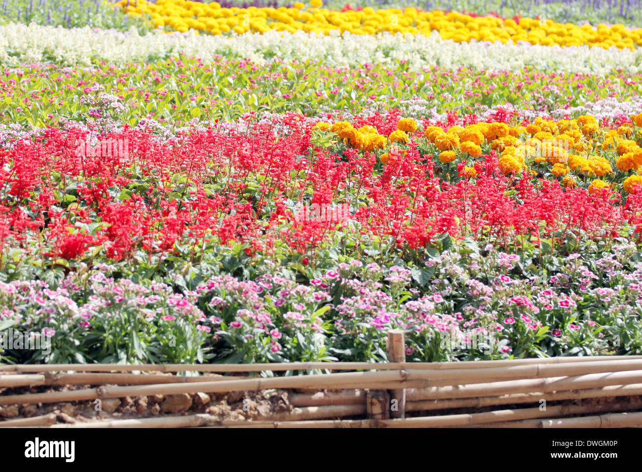 Bunter Blumengarten des Hintergrunds. Stockfoto