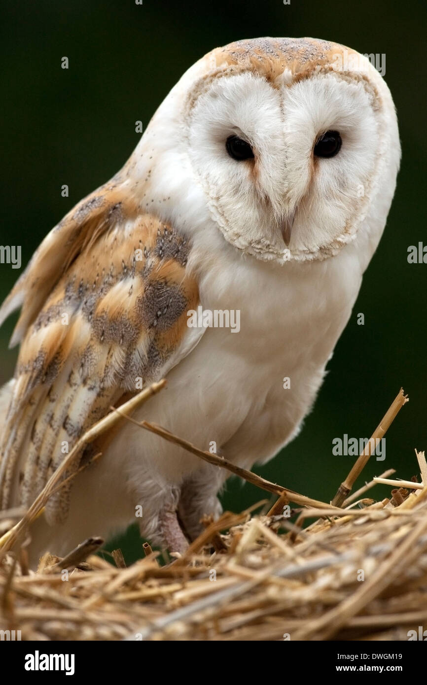 Eine Schleiereule (Tyto Alba) in North Yorkshire im Vereinigten Königreich Stockfoto