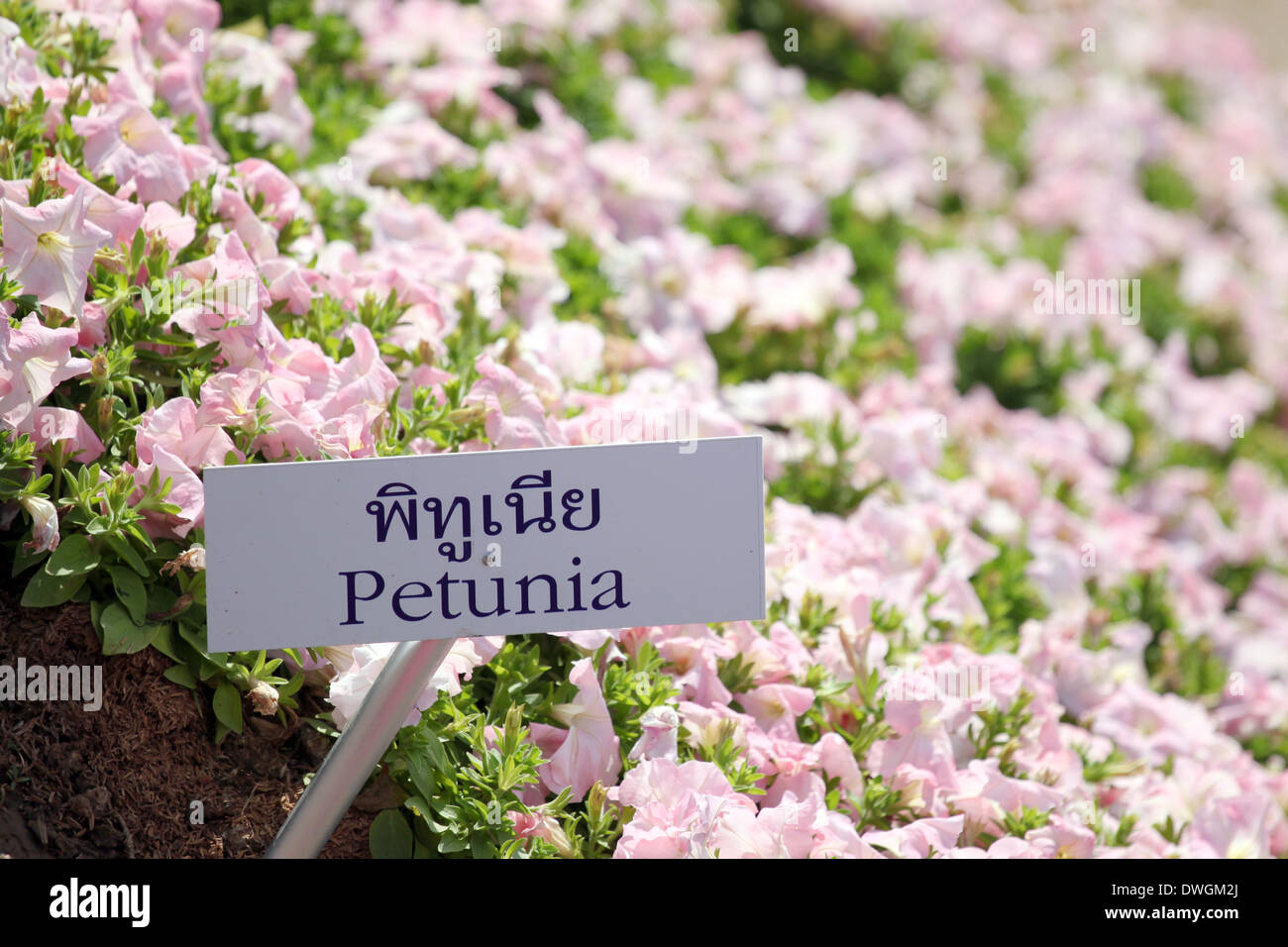 Blumengarten Petunia und Text beschriften zu gezeigt. Stockfoto