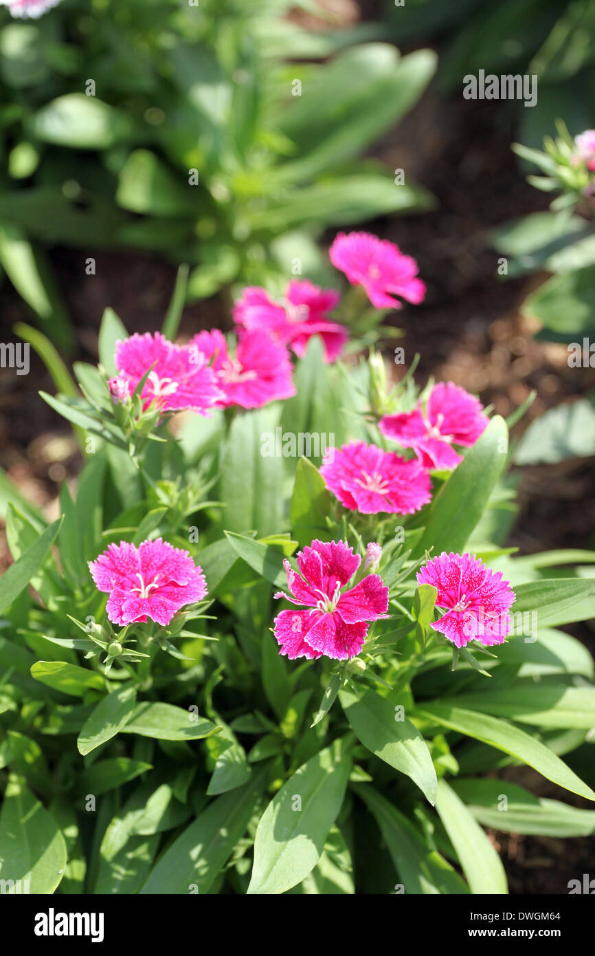 Fuchsia Dianthus Blume ist Dianthus Native. Stockfoto
