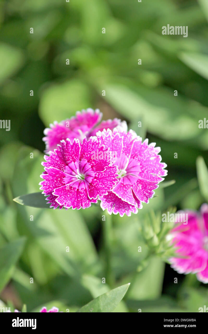 Fuchsia Dianthus Blume ist Dianthus Native. Stockfoto