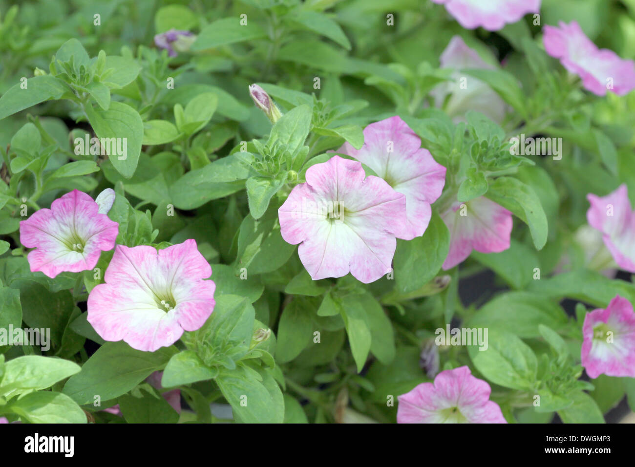 Leichte rosa Petunie im Blumen-Garten. Stockfoto