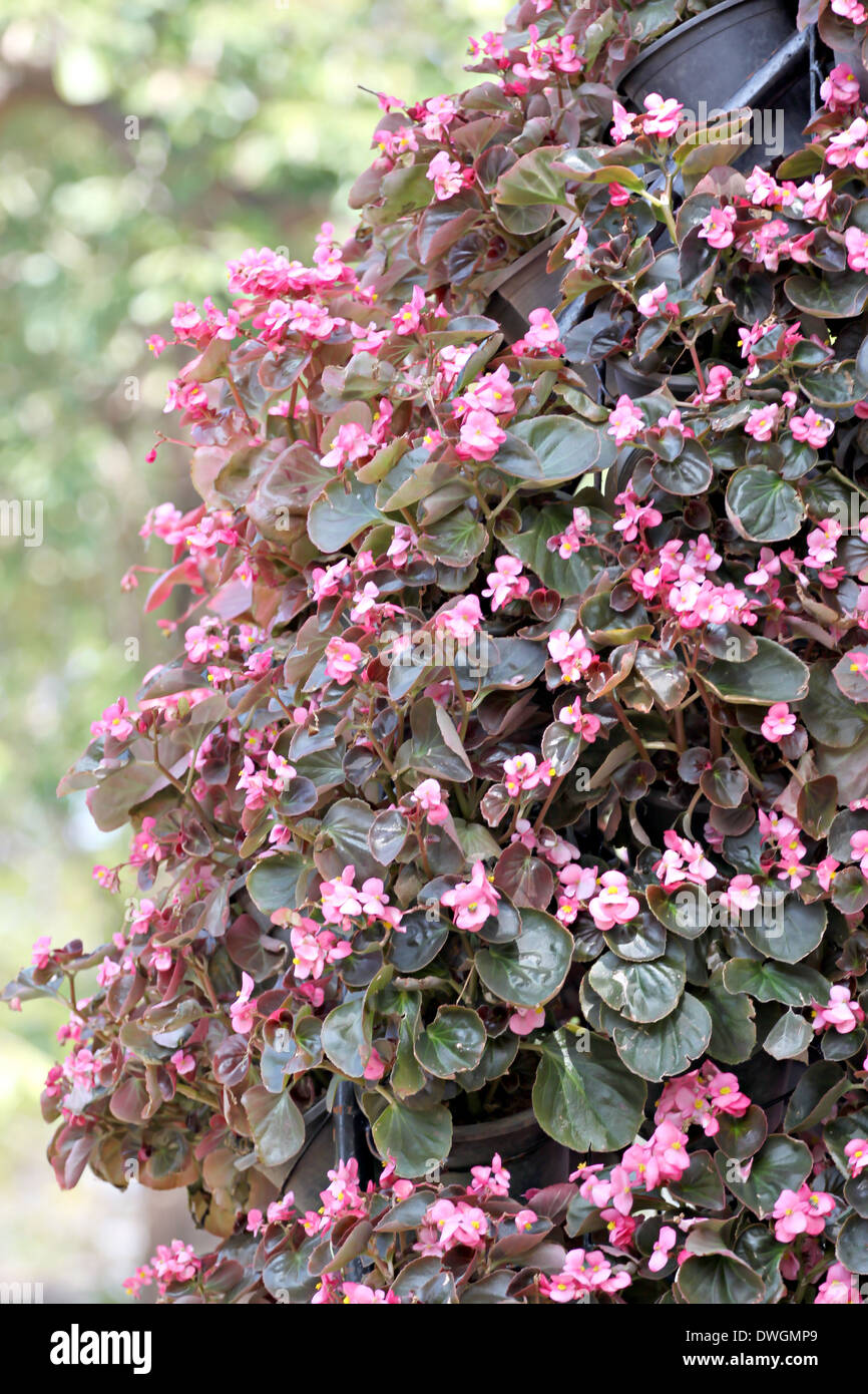 Rosa Blume des Winters in Jardiniere. Stockfoto