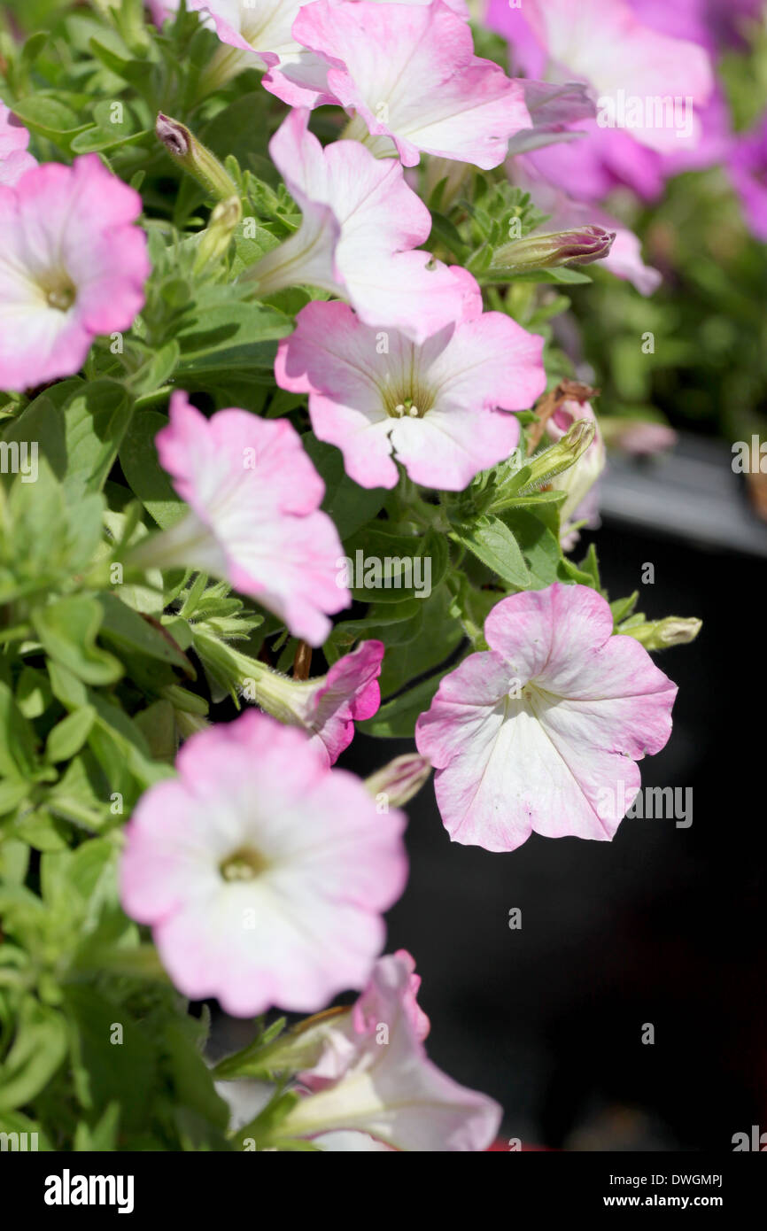 Leichte rosa Petunie im Blumen-Garten. Stockfoto