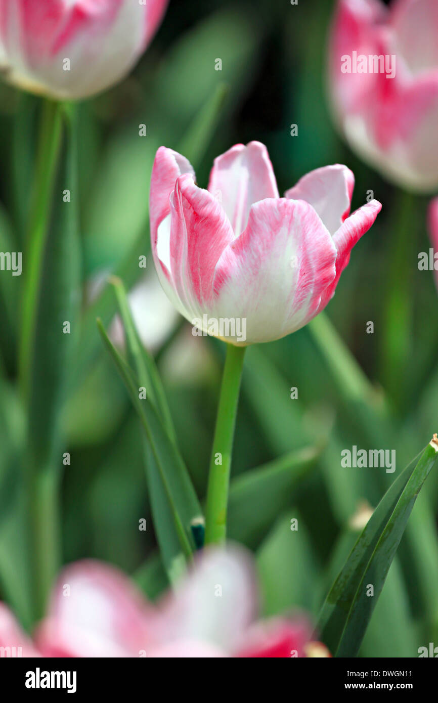 Weiße Tulpen und rosa Farbe in den Garten. Stockfoto