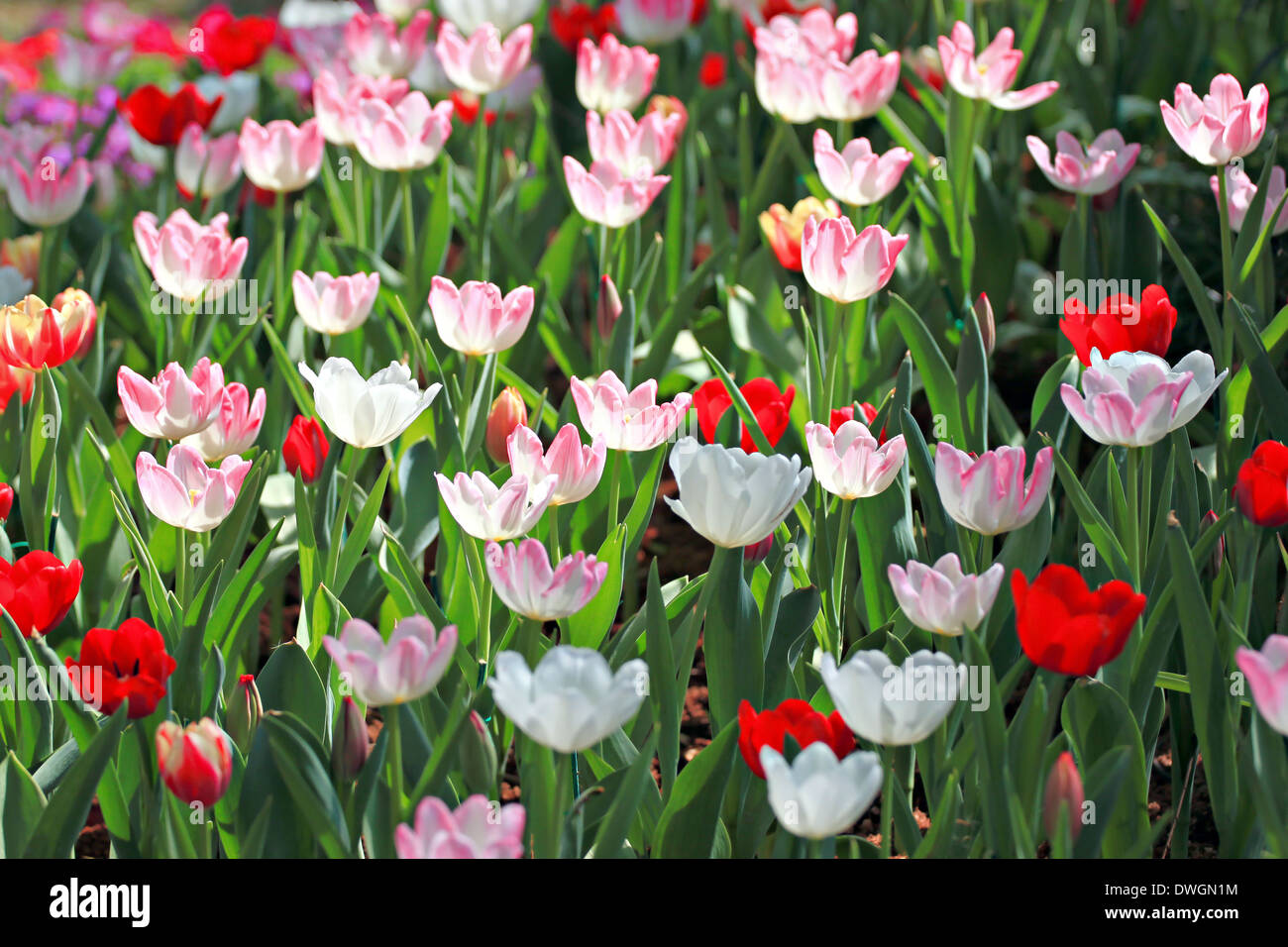 Tulpen im Garten auf den Winter. Stockfoto
