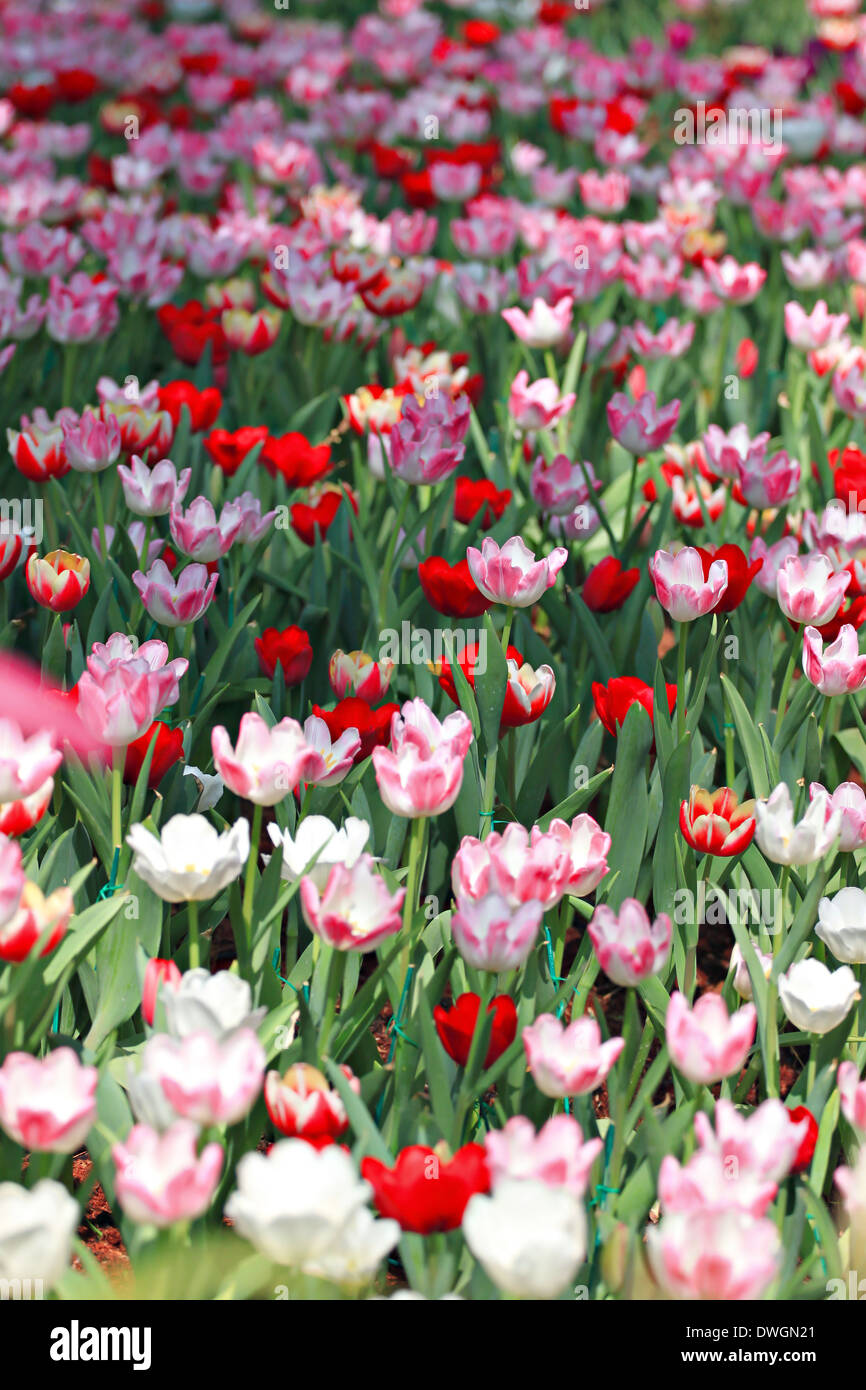 Tulpen im Garten auf den Winter. Stockfoto