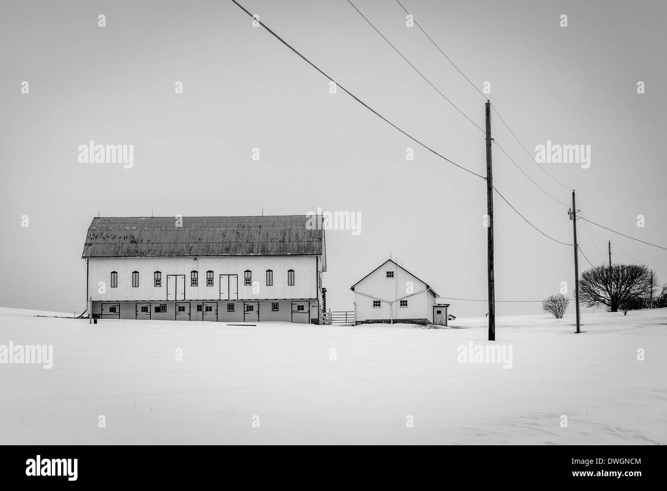 Scheune in ein Schneefeld überdachten Hof in ländlichen York County, Pennsylvania. Stockfoto