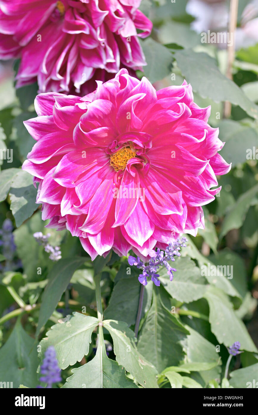 Rosa Dahlie im Garten. Stockfoto