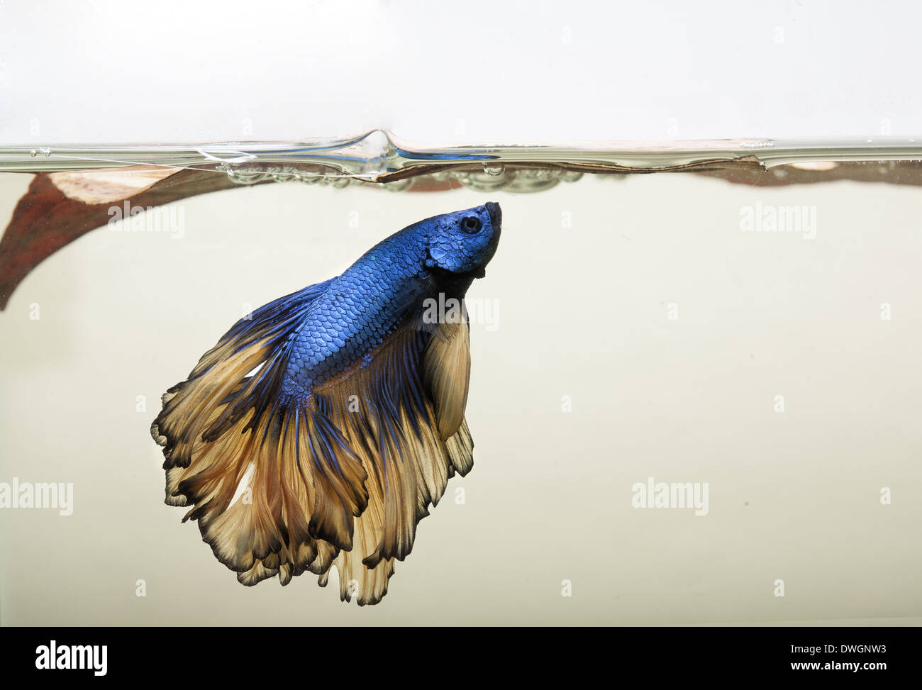Blaue Und Goldene Drachenschuppe Betta Splendons Fischen Oder Siamesische Kampffische Mit Schaumnest Stockfotografie Alamy