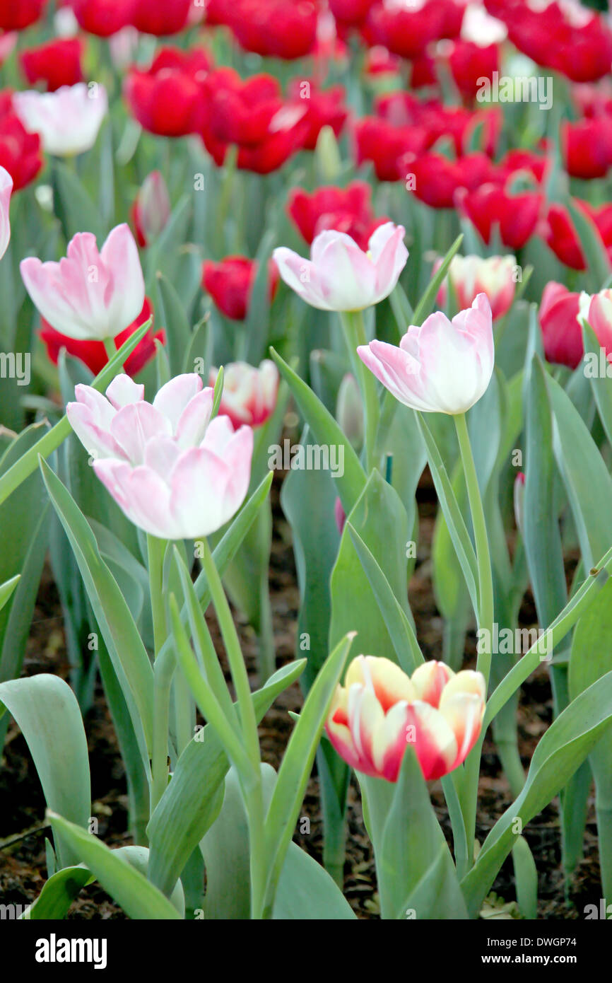 Die Landschaftsgestaltung Tulpen im Garten. Stockfoto