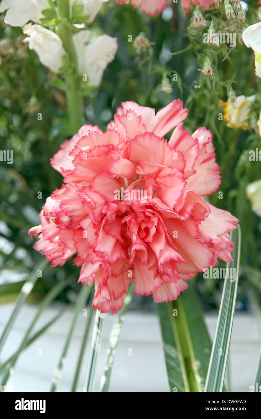 Soft Orange Nelke im Garten. Stockfoto