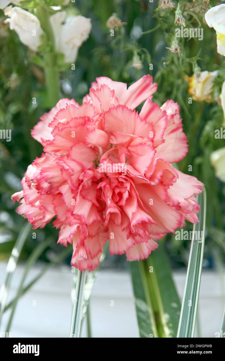 Soft Orange Nelke im Garten. Stockfoto