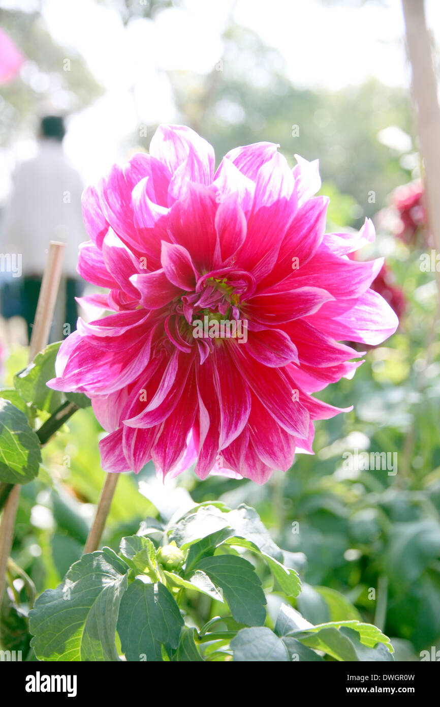 Rosa Dahlie im Garten. Stockfoto