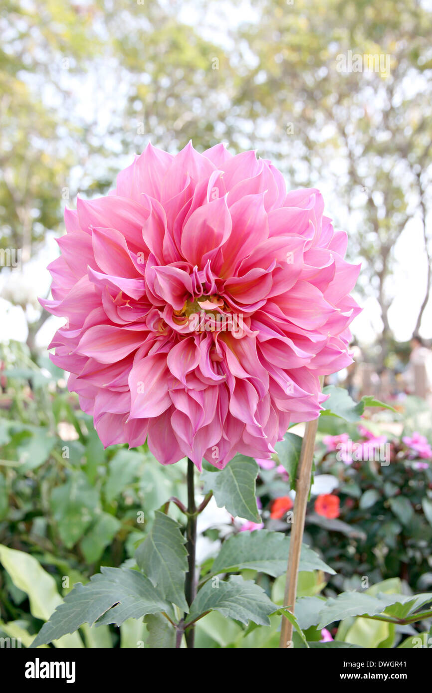 Rosa Dahlie im Garten. Stockfoto