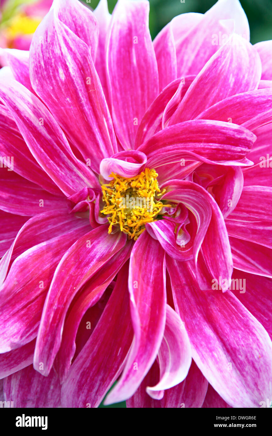 Lila rosa Mischung Dahlien im Garten. Stockfoto
