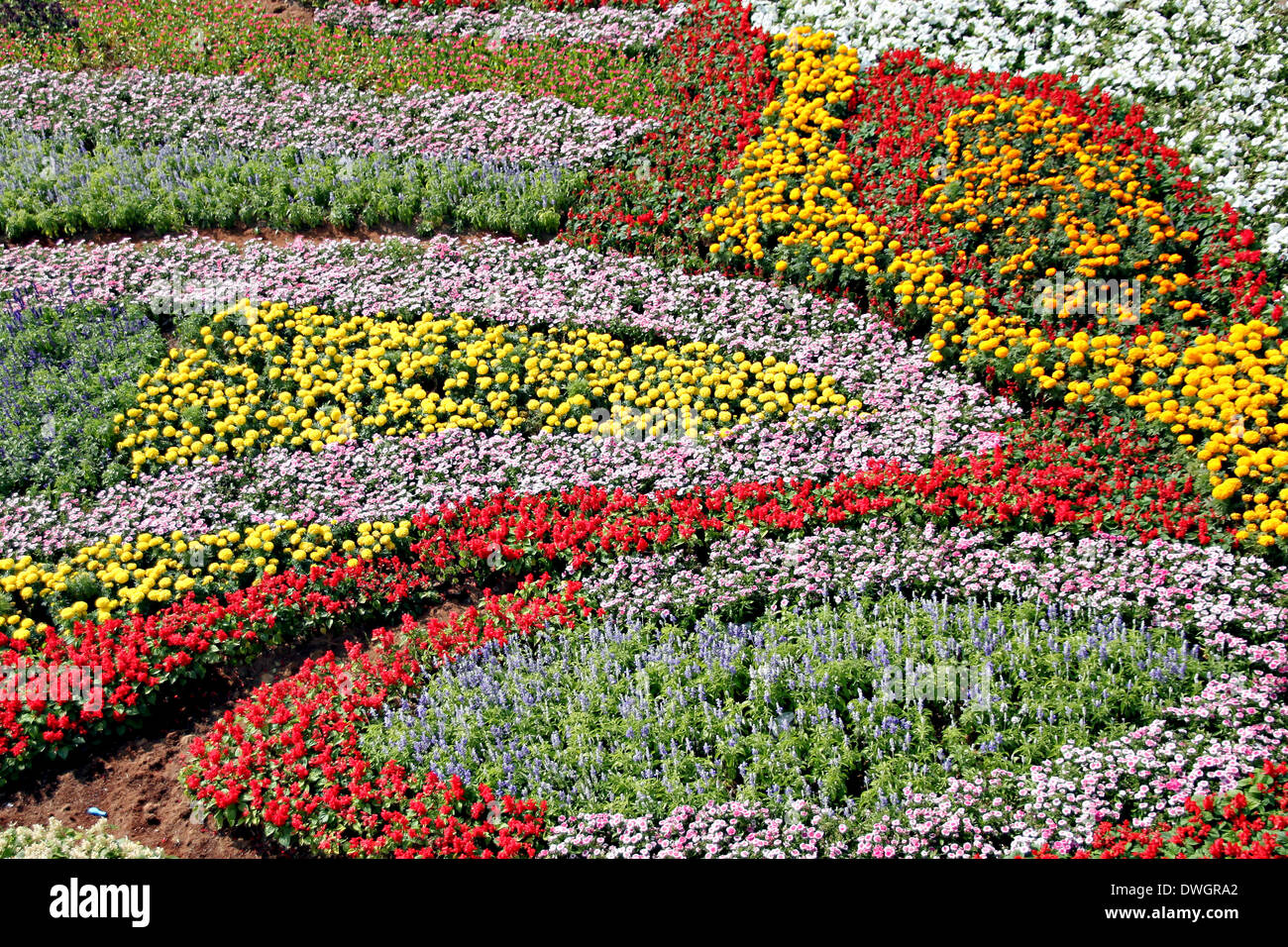 Verschiedene Arten von Blumen in schönen Garten. Stockfoto