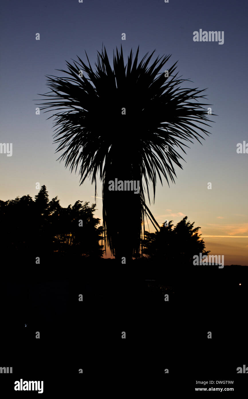 Palme im Sonnenuntergang Stockfoto