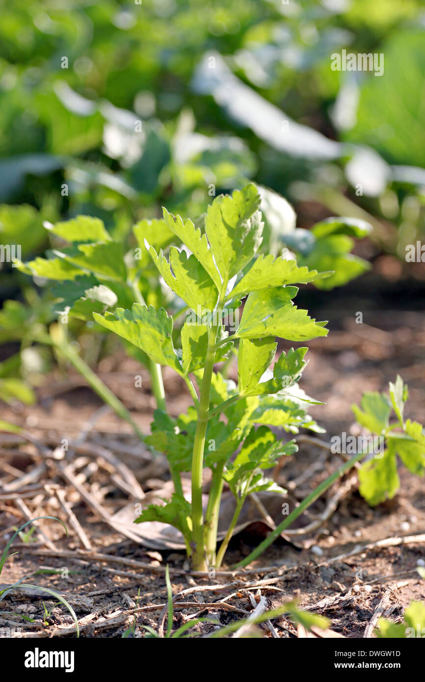 Frischer Koriander oder Koriander Blatt im Gemüsegarten. Stockfoto