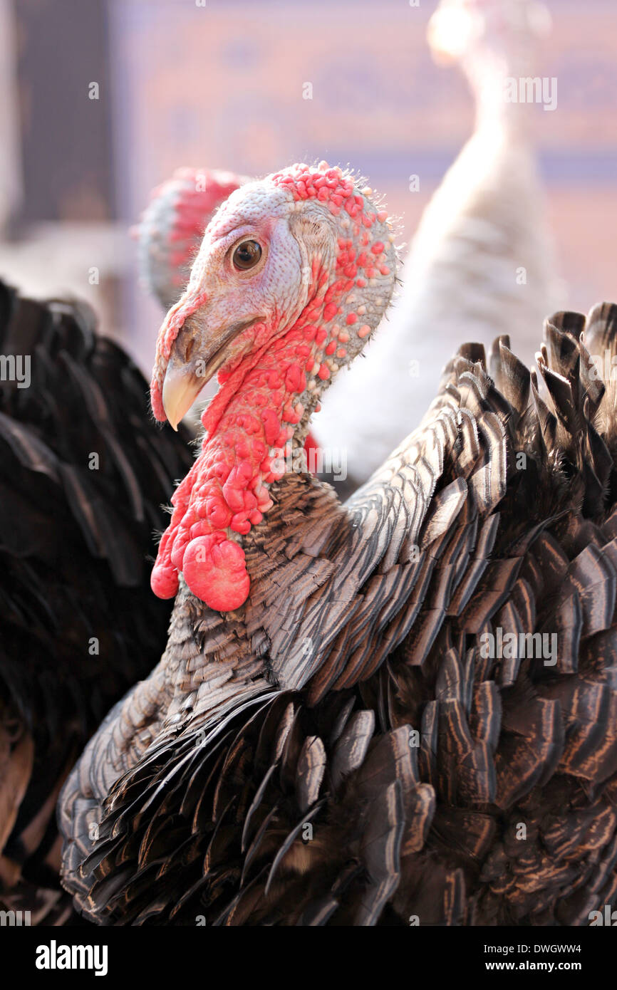 Der Schuss in den Kopf der männlichen Türkei. Stockfoto