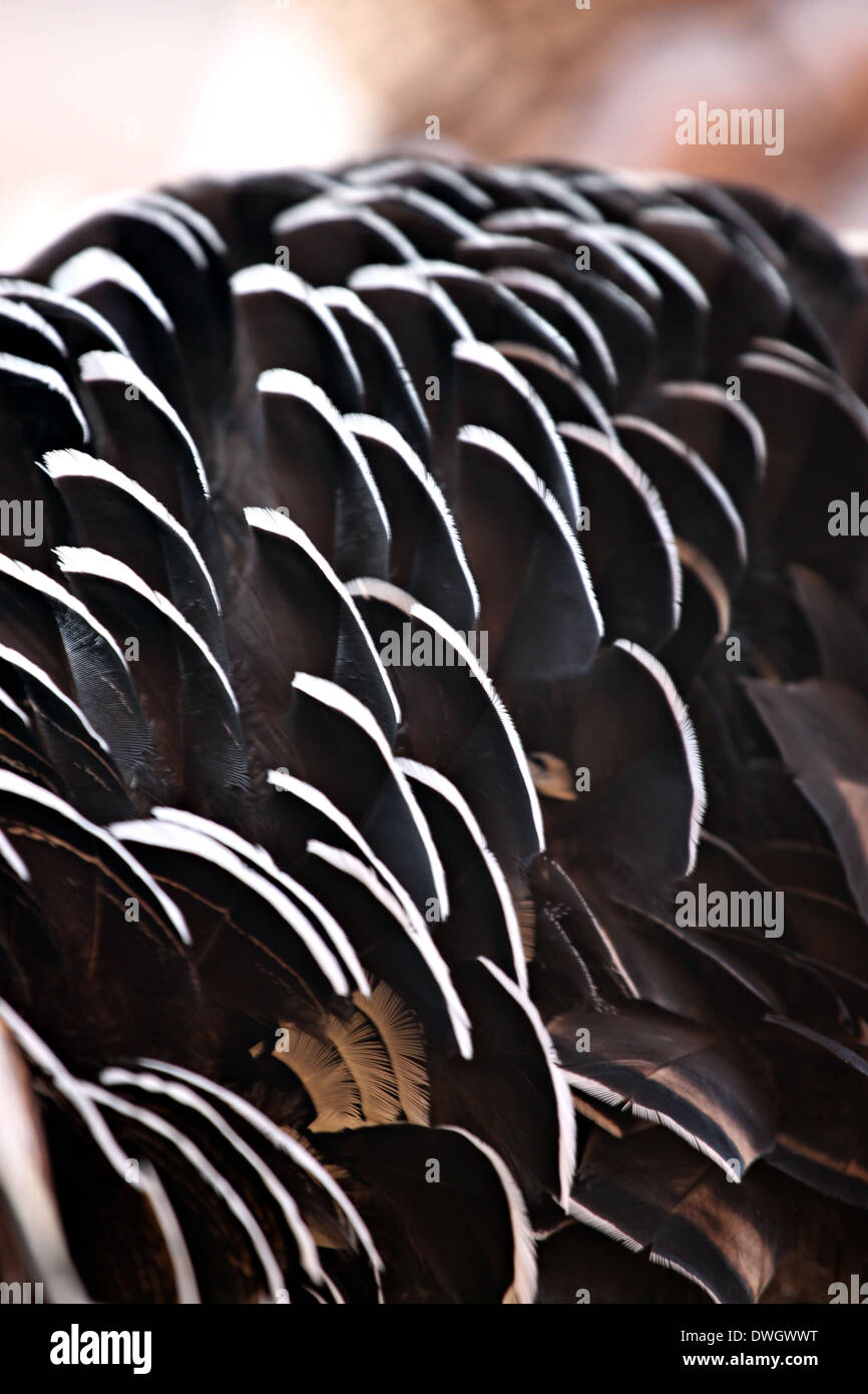 Truthahnfedern sind schwarz und weiß gemischt, von der Natur. Stockfoto