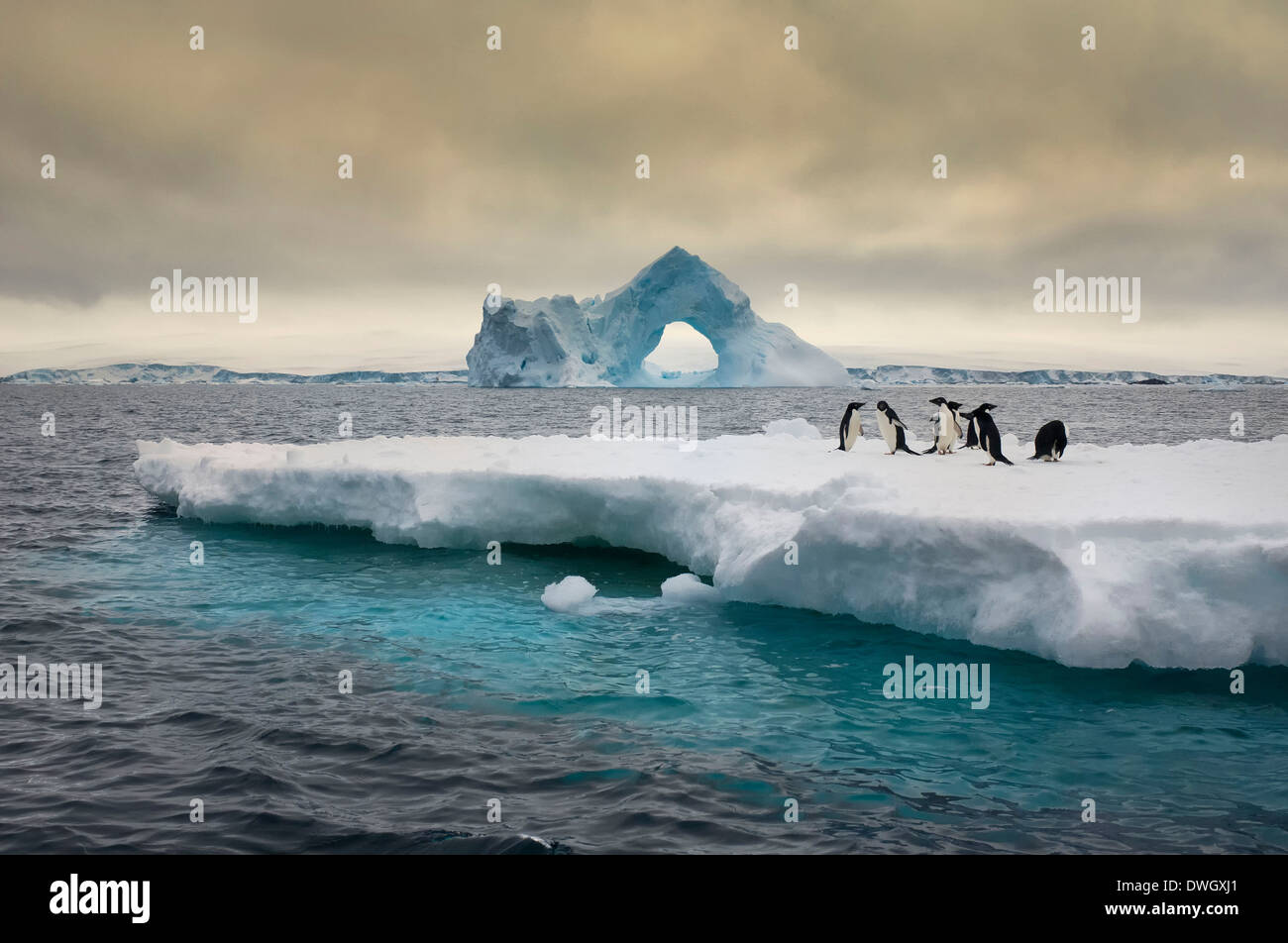 Adelie Penguin Stockfoto