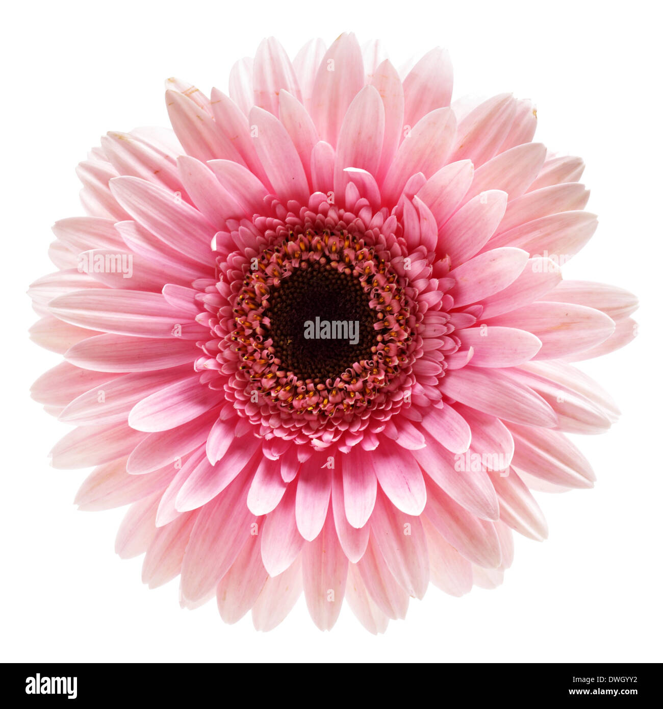 Rosa Gerber Blume isoliert auf weißem Hintergrund Stockfoto
