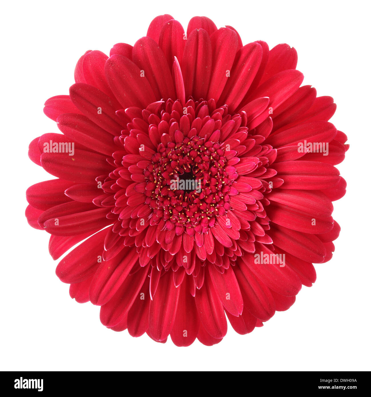Rote Daisy Blume isoliert auf weißem Hintergrund Stockfoto