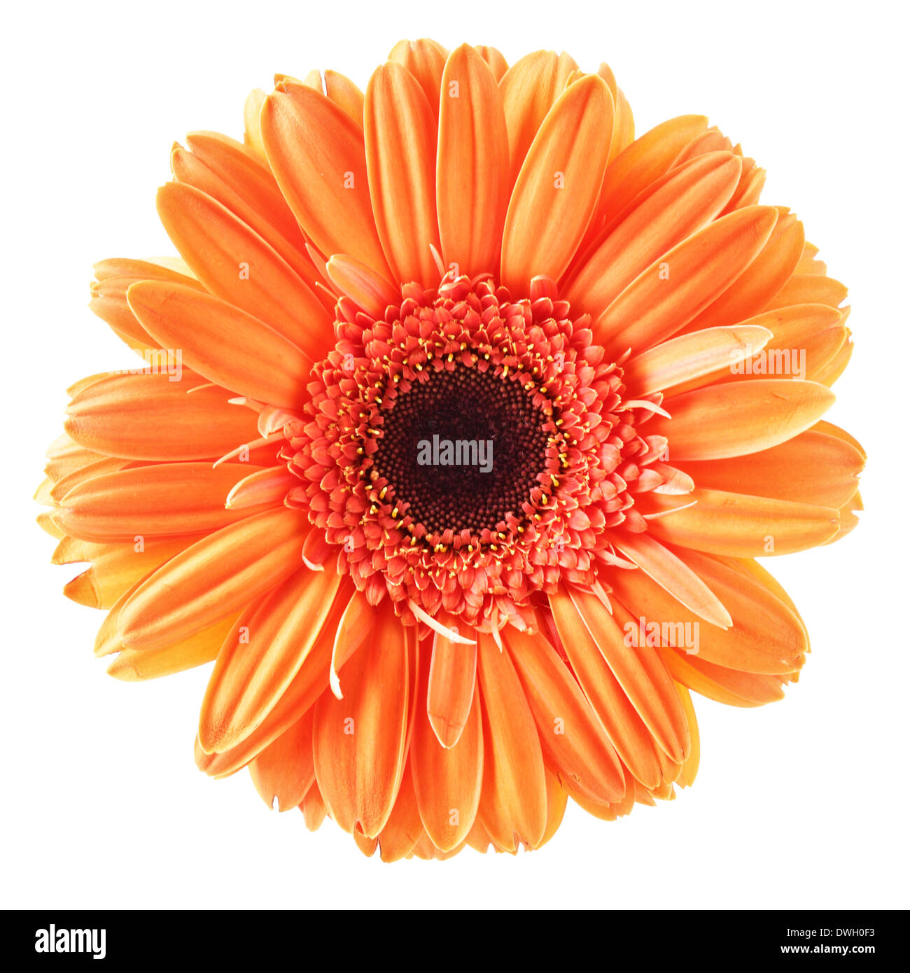 Orange Daisy Blume isoliert auf weißem Hintergrund Stockfoto