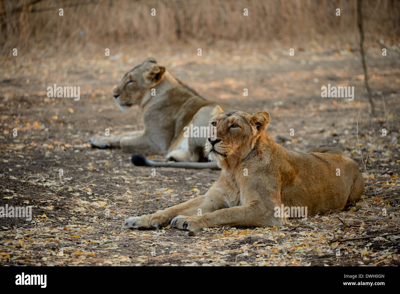 Ein paar junge Jungen sitzen nach Trinkwasser, asiatische Löwen, Gujarat, Sasan GIR, Wald Stockfoto