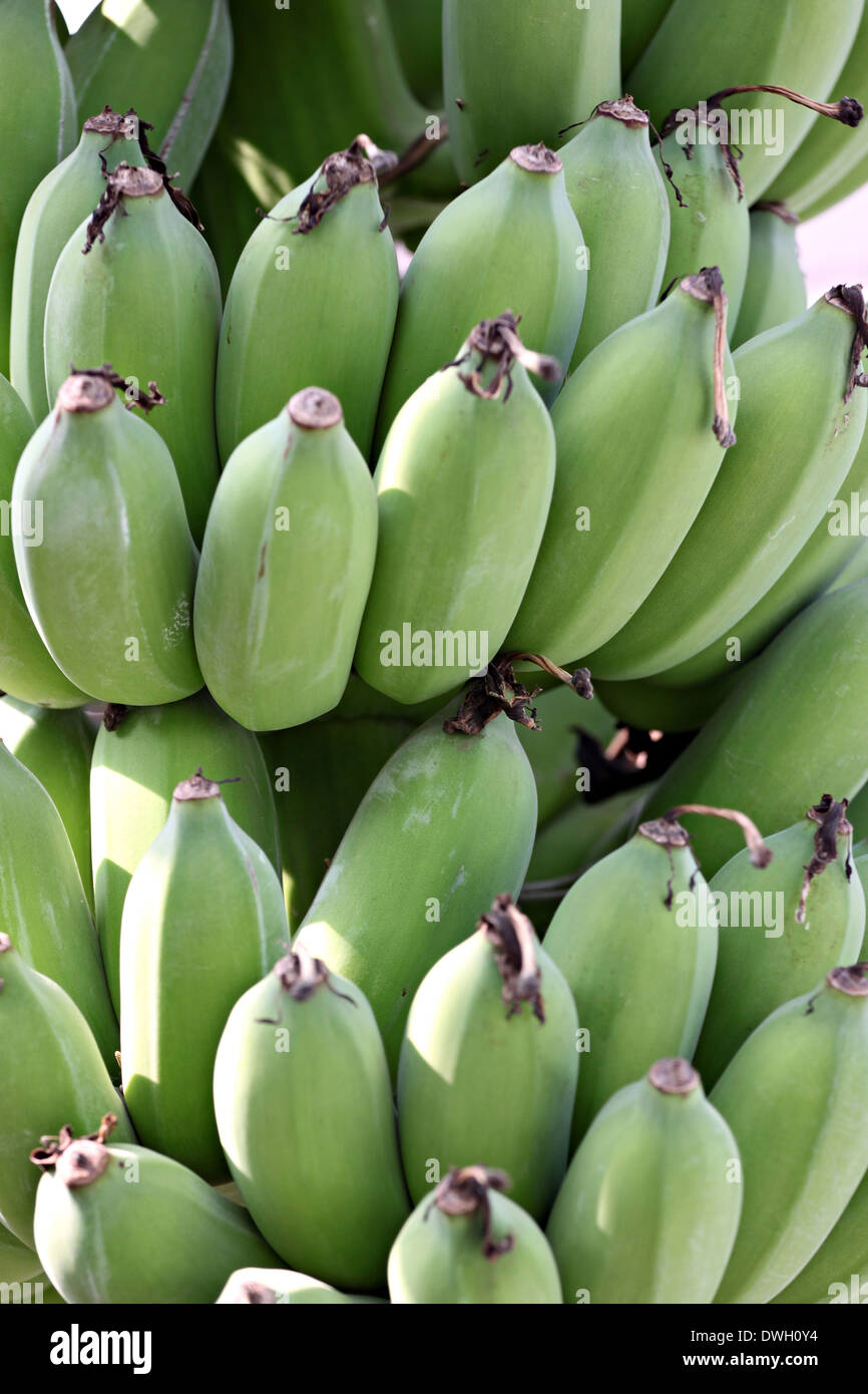 Kultivierte Banane Baum im Garten Obst. Stockfoto