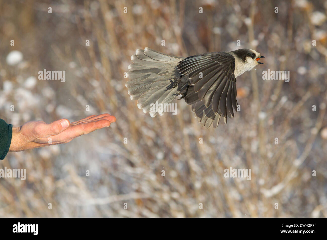 Passeriformes perisoreus Fotos und Bildmaterial in hoher Auflösung