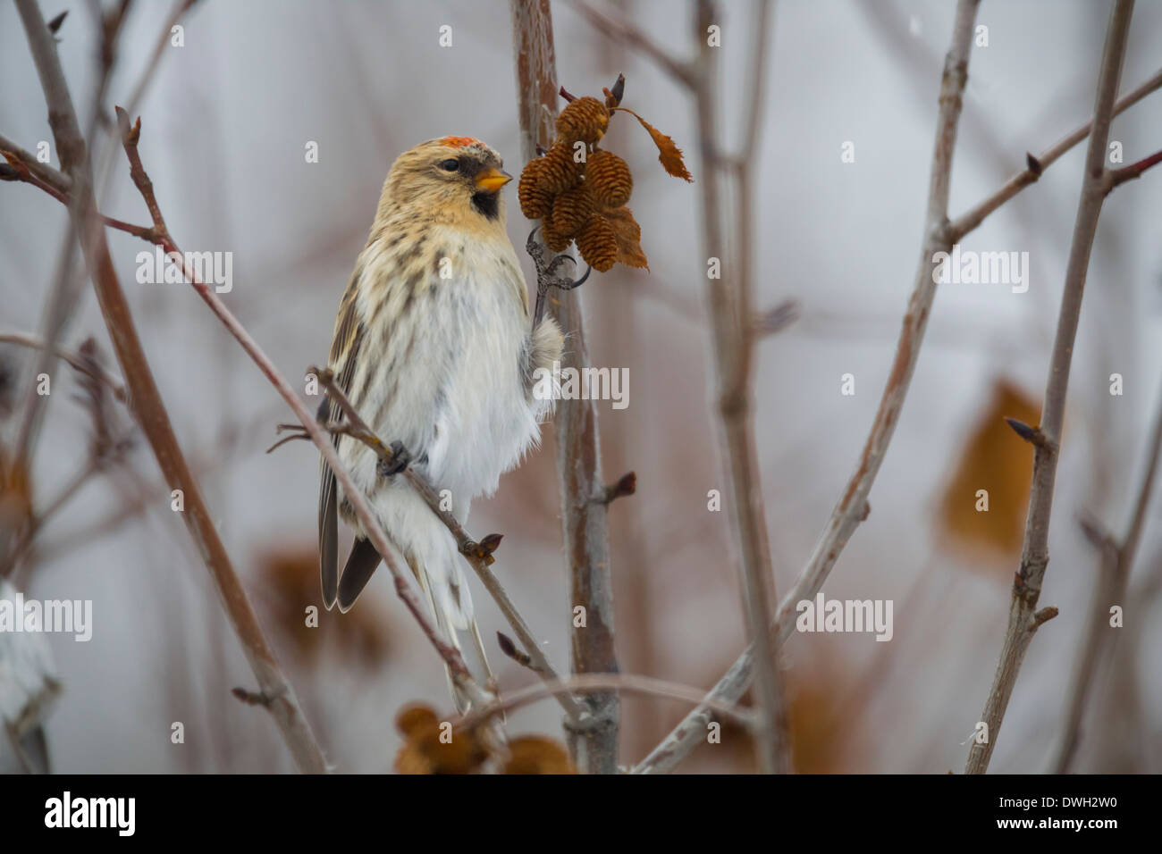 Hoary Redpoll Zuchtjahr Hornemanni Fütterung auf Kätzchen entlang Dalton Highway in Alaska im Oktober. Stockfoto