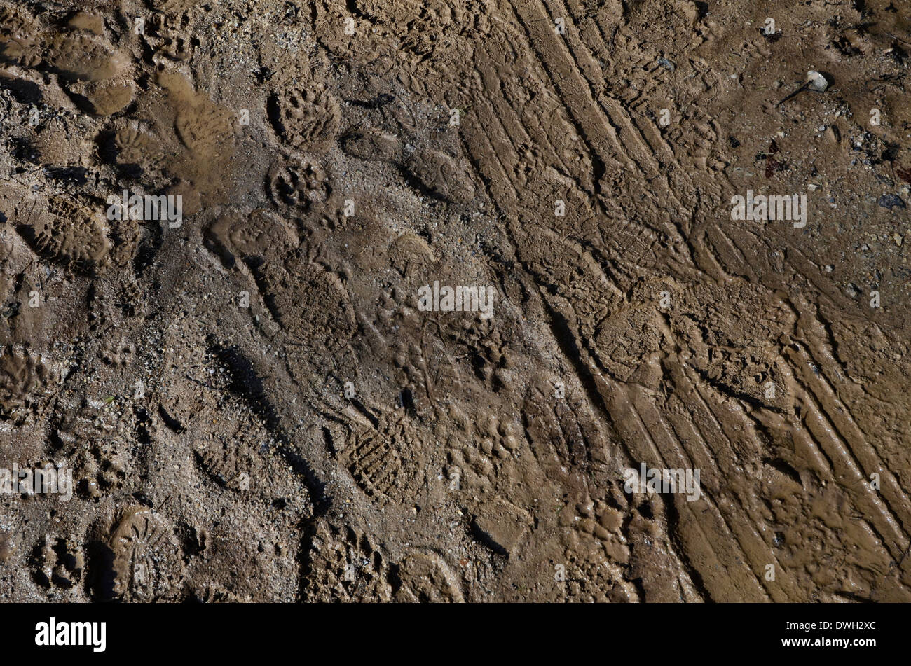 Fußspuren im schlammigen Land Fußweg Stockfotografie - Alamy