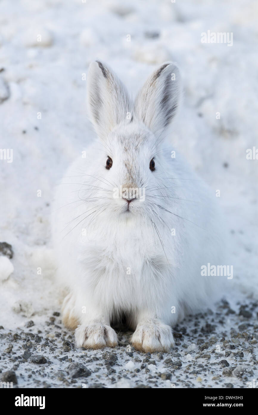 Schneeschuh-Hase Lepus Americanus Winter Morph am Straßenrand kurz, Dalton Highway, Alaska im Oktober vor. Stockfoto