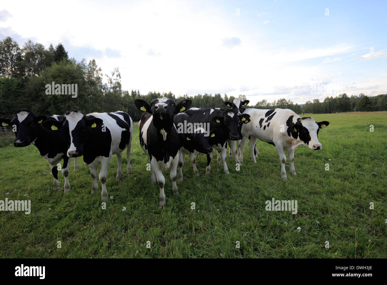 Eine Gruppe von Holstein-Friesian Kühe stehen auf einer Weide im Sommer. Stockfoto