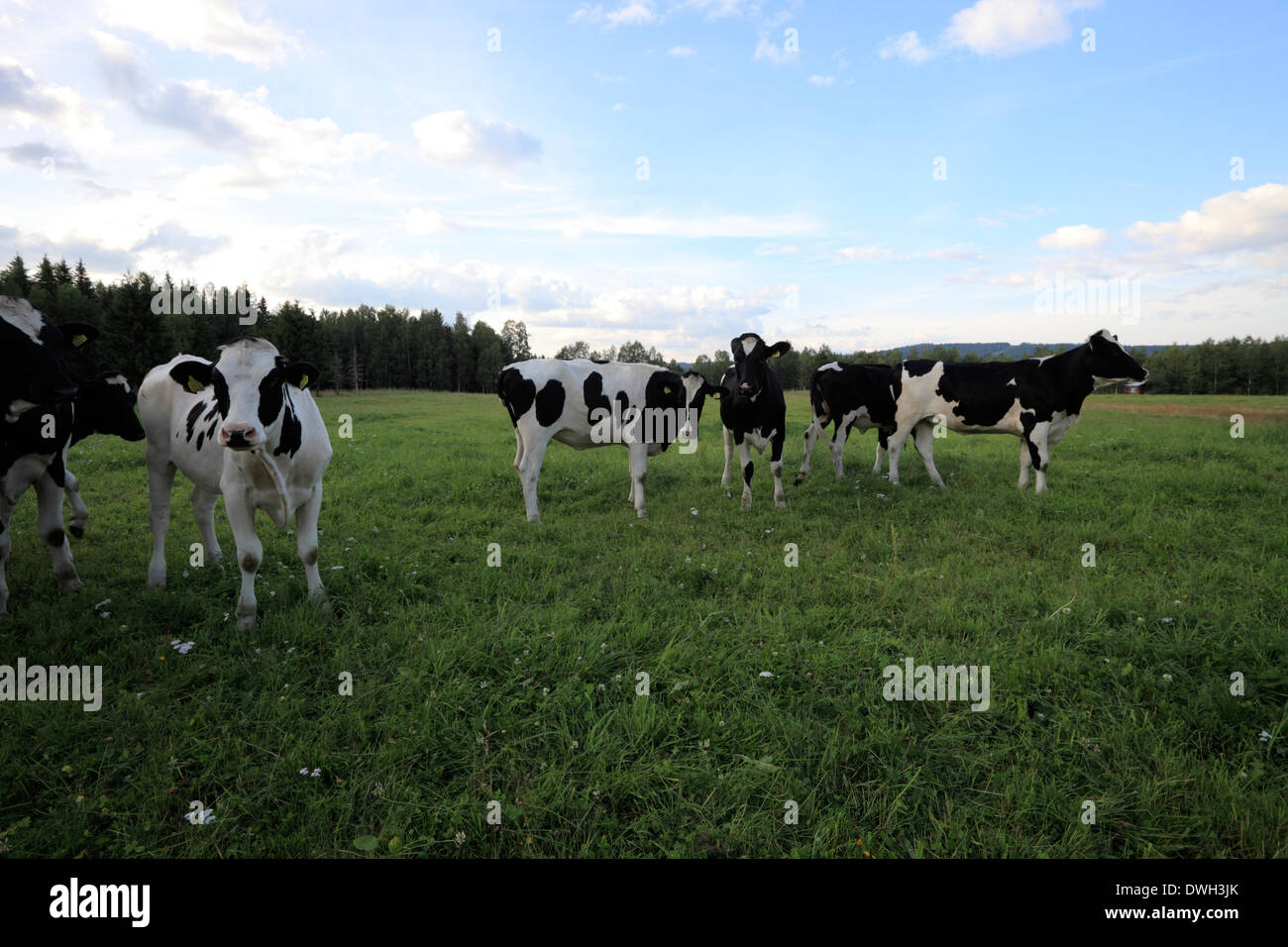 Eine Gruppe von Holstein-Friesian Kühe stehen auf einer Weide im Sommer. Stockfoto