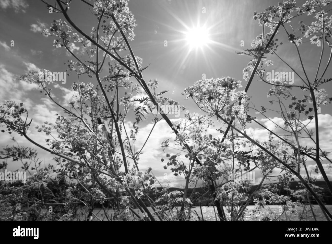 Weiße Blumen auf einer Wiese im Frühjahr blühen. Schwarz / weiß Fotografie. Stockfoto
