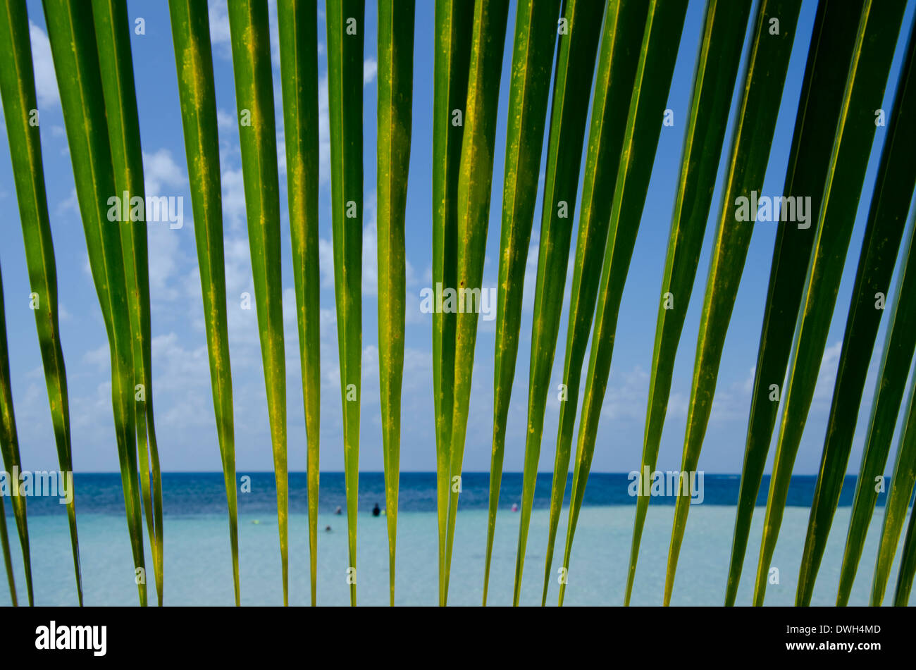 Belize, Stann Creek District. Süden Wasser Caye (UNESCO), 12 Hektar großen tropischen Insel in der Karibik. Stockfoto