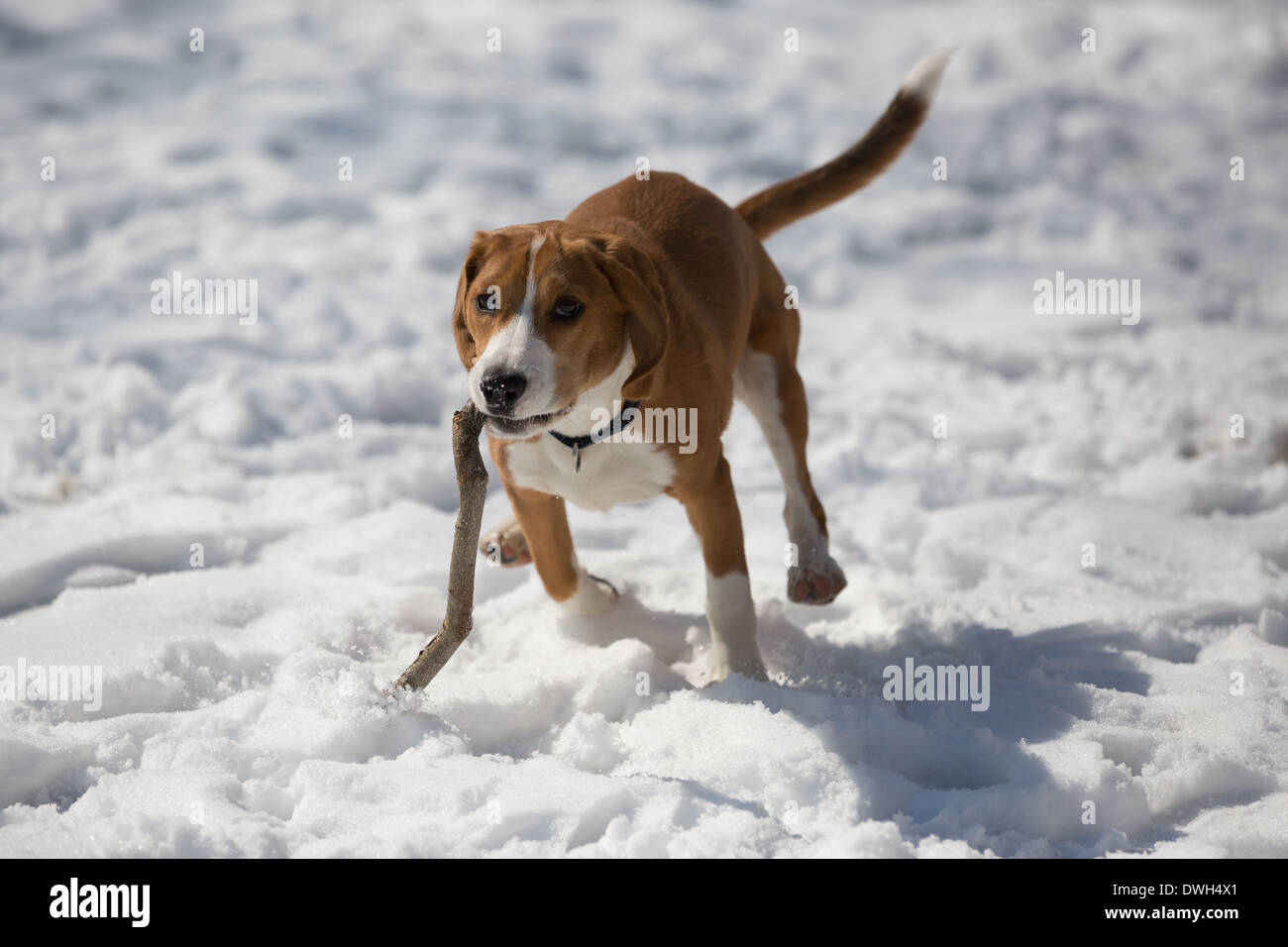 Eine braune und weiße 5 Monate alten Beagle Welpen spielen im Schnee. Stockfoto