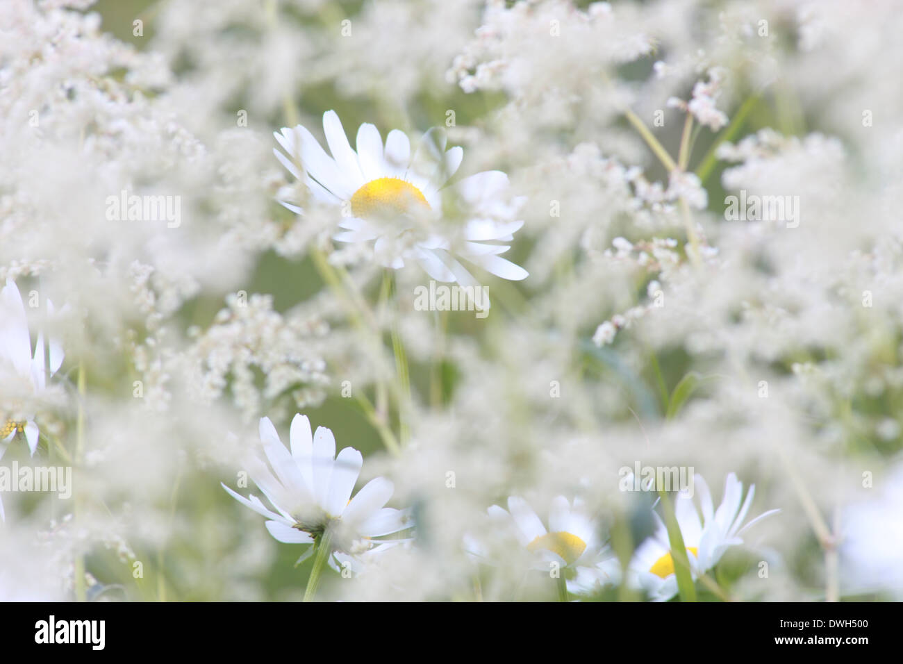 Oxeye Margeriten (Leucanthemum Vulgare) auf einer Wiese im Frühjahr blühen. Stockfoto