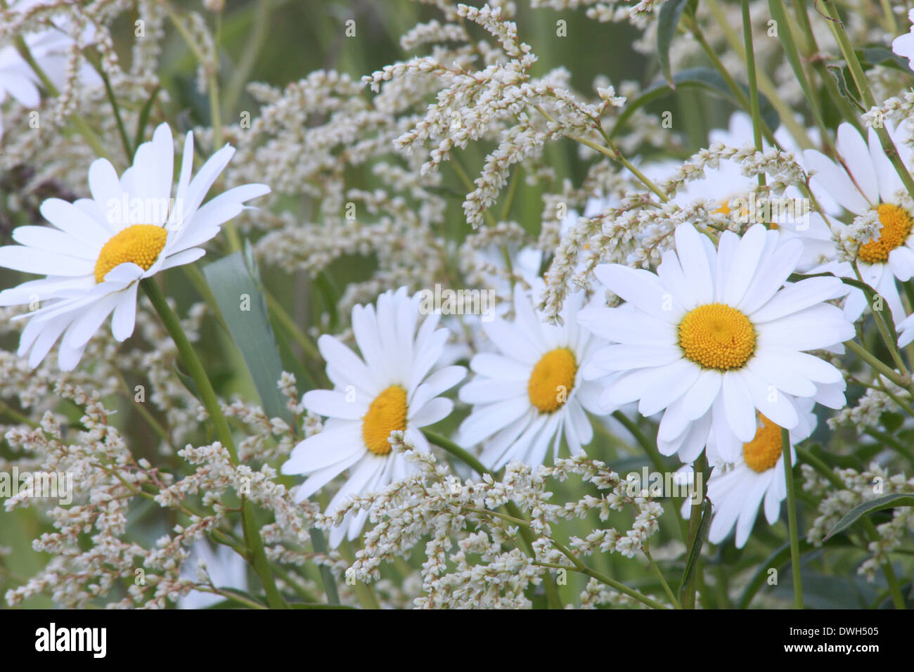 Oxeye Margeriten (Leucanthemum Vulgare) auf einer Wiese im Frühjahr blühen. Stockfoto