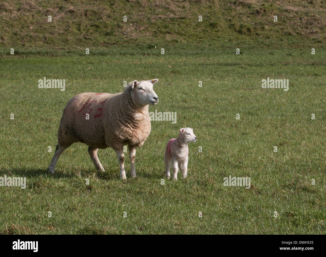 Frühjahr Lämmer heute um Sheepbridge Hatherop Estate Gloucestershire Samstag, 8. März 2014 Stockfoto