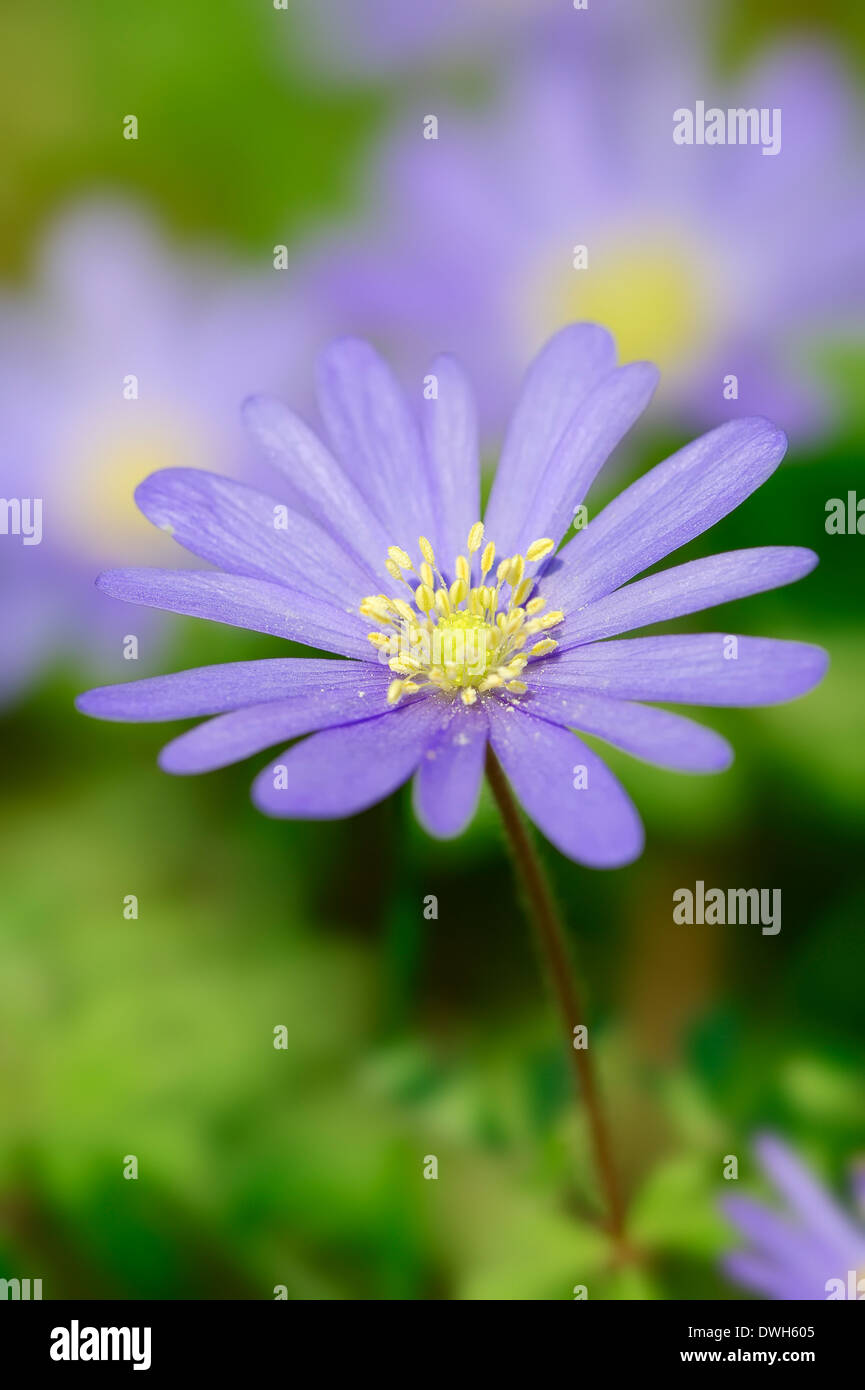 Apennin-Anemone, griechische Windflower oder Griechisch Windflower (Anemone Apennina, Anemone Blanda) Stockfoto