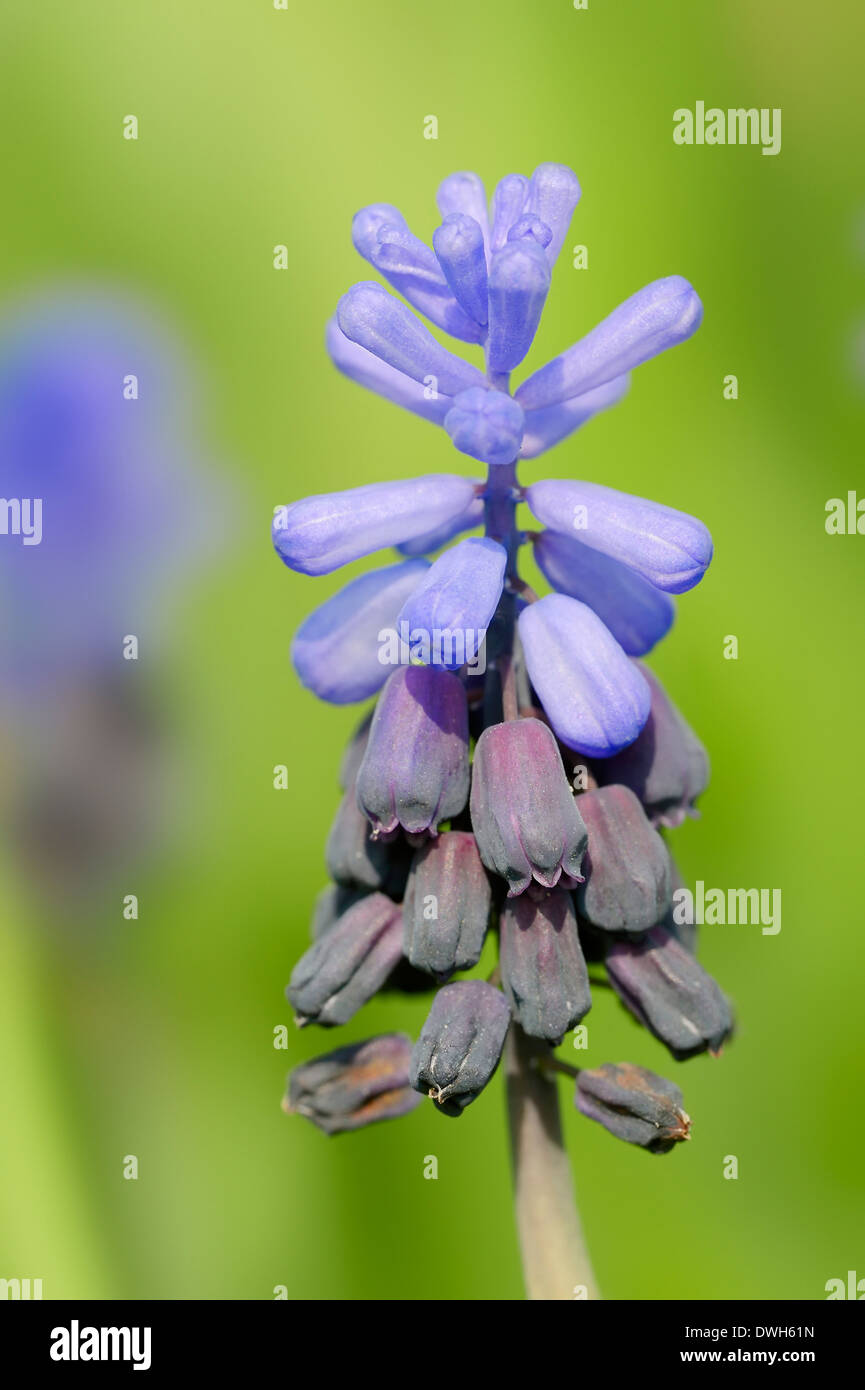 Grape Hyacinth (Muscari Latifolium) Stockfoto