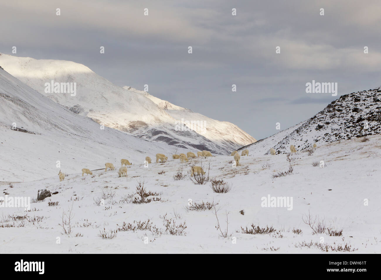 Dall Schaf Ovis Dalli Porträt im Winter am Atigun-Pass, Dalton Highway, Alaska im Oktober. Stockfoto