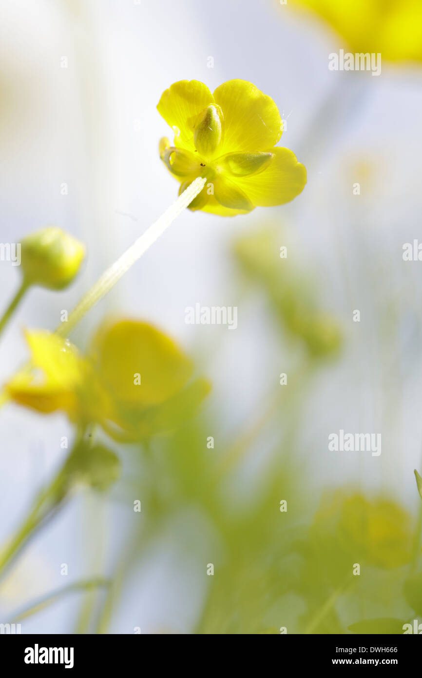 Buttercup Blumen (Ranunculus) in Richtung der Sonneneinstrahlung im Frühjahr. Stockfoto